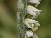 0009 Herbstdrehwurz.jpg - Kopie